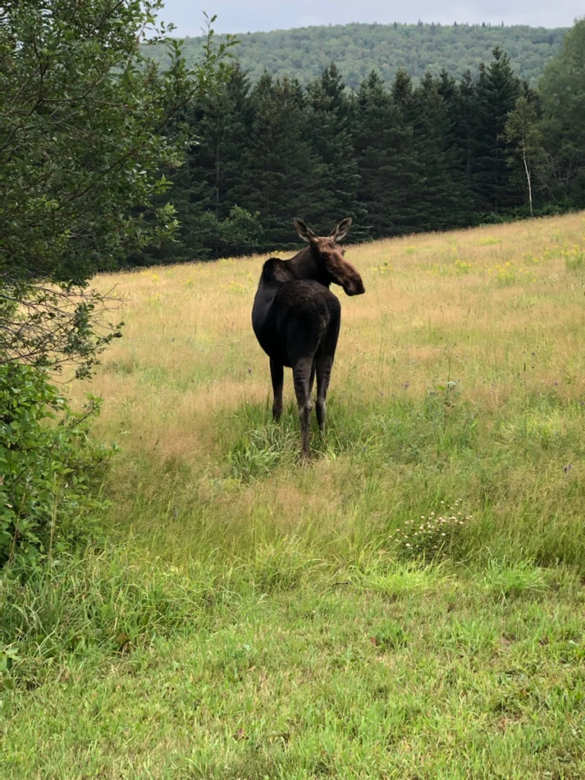 A moose near Northern Reach Maple looking behind herself